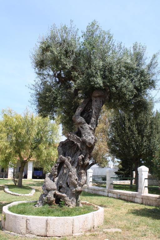 Masseria Maccarone Fasano Bagian luar foto