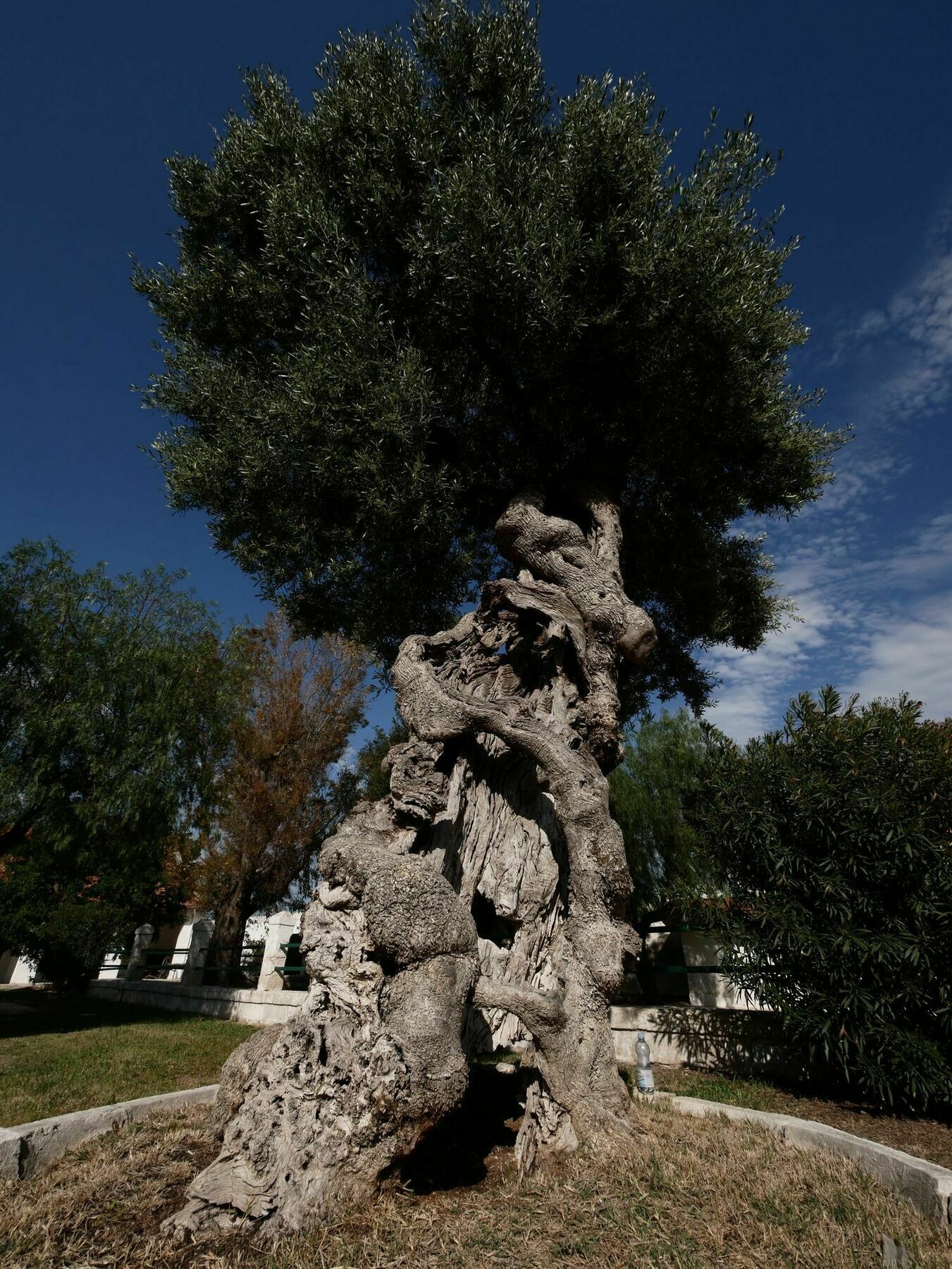 Masseria Maccarone Fasano Bagian luar foto